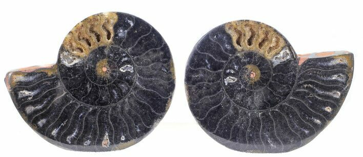 Split Black/Orange Ammonite Pair - Unusual Coloration #55576